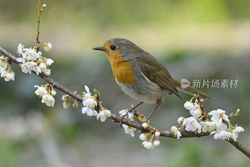 春日知更鸟(Erithacus rubecula)